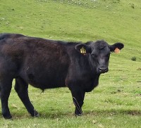 Novillo Aberdeen Angus