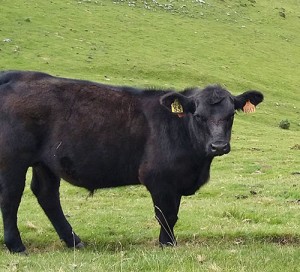 NOVILLO ABERDEEN ANGUS