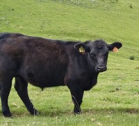 NOVILLO ABERDEEN ANGUS