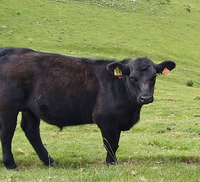 ABERDEEN ANGUS TXEKORRA